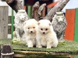 Pomerian Boo Bebekler