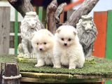 Pomerian Boo Bebekler