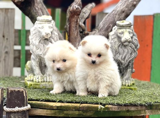 Pomerian Boo Bebekler görsel