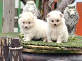 Pomerian Boo Bebekler