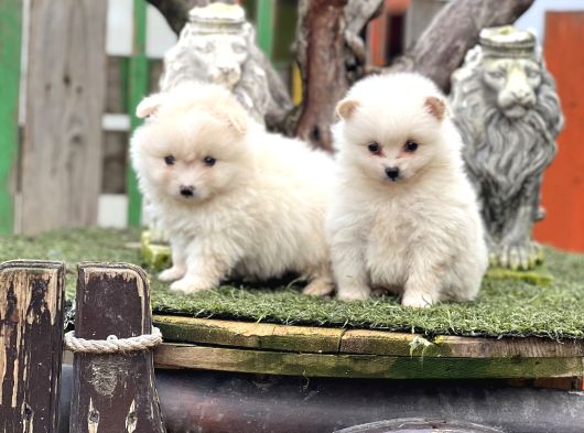 Pomerian Boo Bebekler