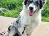 Eğitim Okulundan Border Collie Yavruları