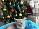Safkan British Shorthair Blue Yavrular