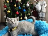Safkan british Shorthair Blue yavrular