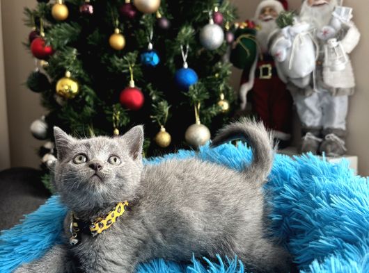Safkan British Shorthair Blue Yavrular
