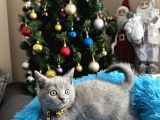 Safkan British Shorthair Blue Yavrular