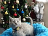 Safkan British Shorthair Blue Yavrular
