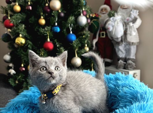 Safkan British Shorthair Blue Yavrular görsel