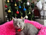 Safkan British Shorthair Blue Yavrular