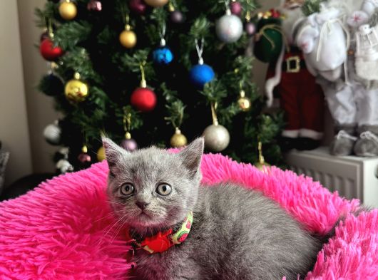 Safkan British Shorthair Blue Yavrular görsel