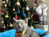 Safkan British Shorthair Blue Yavrular