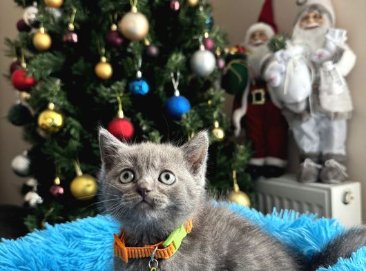 Safkan British Shorthair Blue Yavrular görsel