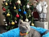 Safkan British Shorthair Blue Yavrular