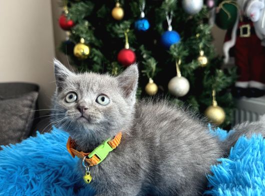 Safkan British Shorthair Blue Yavrular görsel