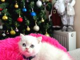 British Shorthair Bluepoint Silver Point