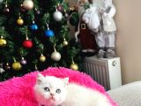 British Shorthair Bluepoint Silver Point