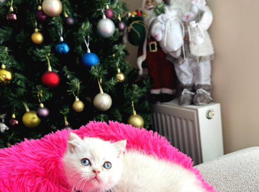 British Shorthair Bluepoint Silver Point görsel