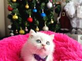 British Shorthair Bluepoint Silver Point