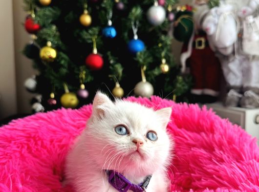 British Shorthair Bluepoint Silver Point görsel