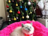 British Shorthair Bluepoint Silver Point
