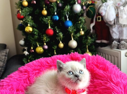 British Shorthair Bluepoint Silver Point görsel