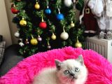 British Shorthair Bluepoint Silver Point