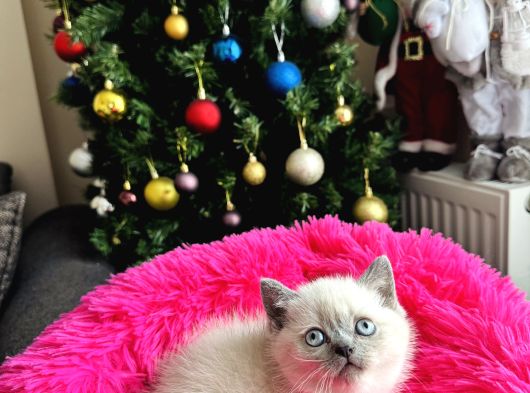 British Shorthair Bluepoint Silver Point görsel