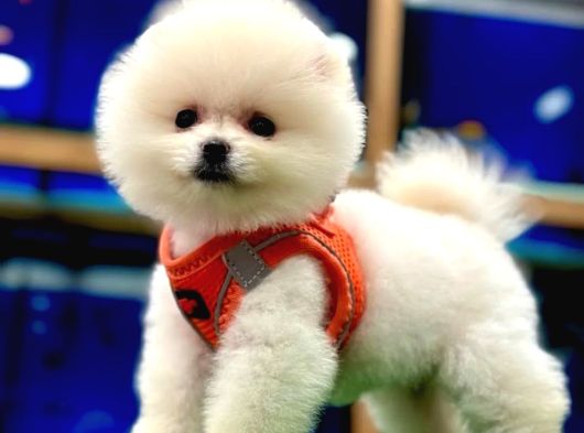 Baby Face Pomeranian Boo Yavrular görsel