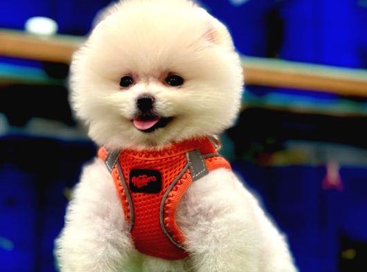 Baby Face Pomeranian Boo Yavrular