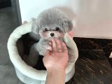 Rengarenk Micro Teacup ve toy yavrular