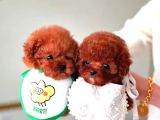 Mini Poodle Bebekler