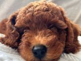 Adana_Petclup