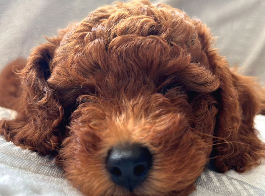 Adana_Petclup görsel