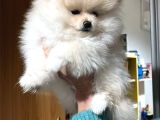 Pomeranian Ayıcık Yavrumuz Teacup Kg Garantili
