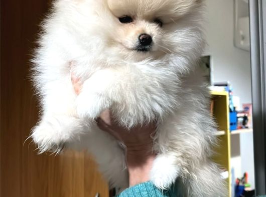 Pomeranian Ayıcık Yavrumuz Teacup Kg Garantili görsel