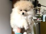 Pomeranian Ayıcık Yavrumuz Teacup Kg Garantili