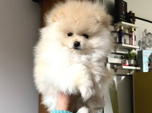 Pomeranian Ayıcık Yavrumuz Teacup Kg Garantili görsel