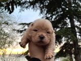 Yüksek Kali̇te Chow Chow Yavrulari