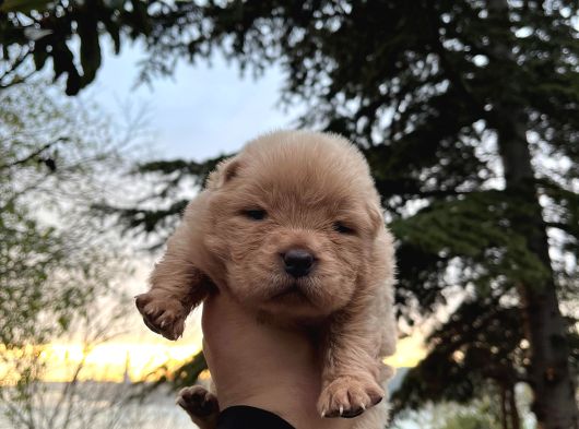 Yüksek Kali̇te Chow Chow Yavrulari görsel