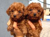 Toy Poodle Yavrularımız Sızın Içın