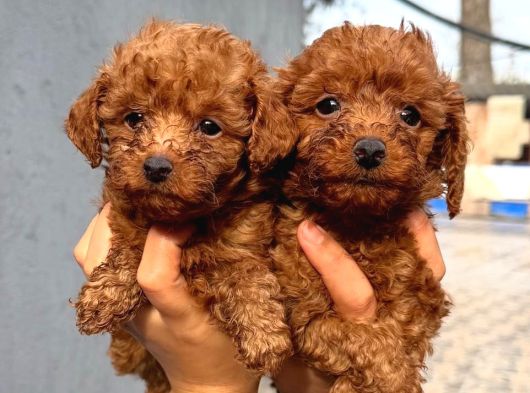 Toy Poodle Yavrularımız Sızın Içın görsel