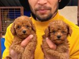 Toy Poodle Yavrularımız Sızın Içın