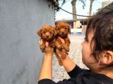 Gerçek Kore Poodle Yavrularımız
