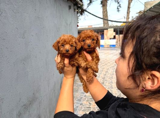 Gerçek Kore Poodle Yavrularımız görsel