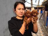 Gerçek Kore Poodle Yavrularımız