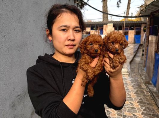 Gerçek Kore Poodle Yavrularımız görsel