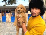 Goldındudul Yavrularımız Mevcut
