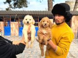 Goldındudul Yavrularımız Mevcut