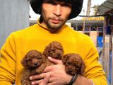 Toy Poodle Yavrularımız Sızın Içın