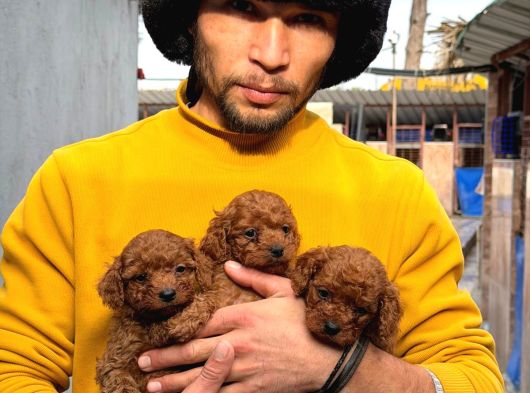 Toy Poodle Yavrularımız Sızın Içın görsel